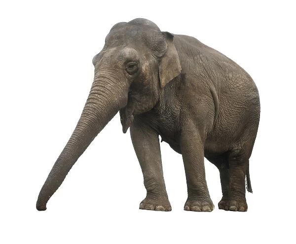 Indian elephant (Elephas maximus indicus) with fully extended trunk