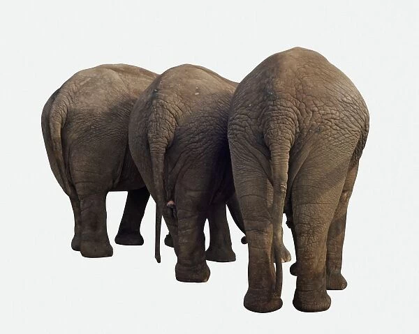 Three Indian elephants (Elephas maximus indicus) seen from behind
