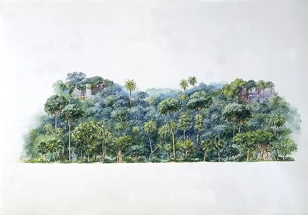 Indian jungle, illustration