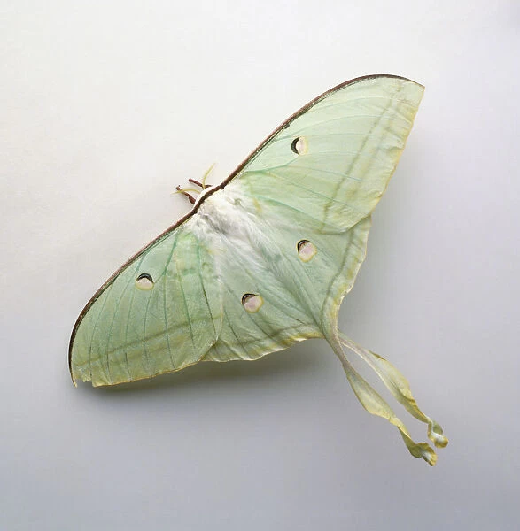 Indian Moon Moth (Actias selene), green moth, close-up