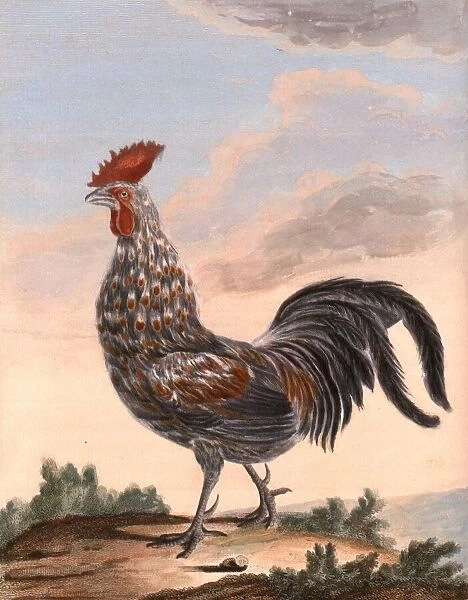 Indian wild cock