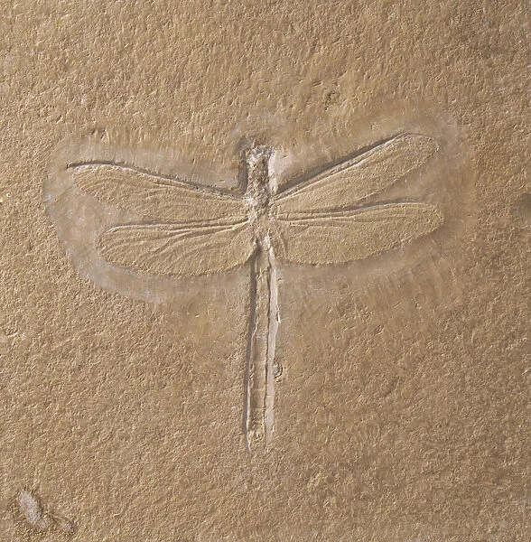 Insects - Dragonfly: Dragonfly fossilised in limestone, close-up