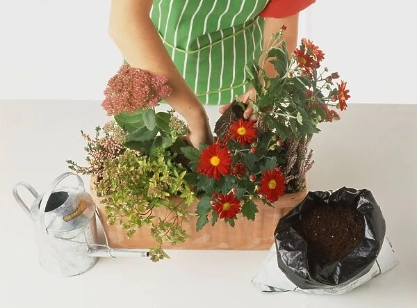 Inserting final pot plant into window box