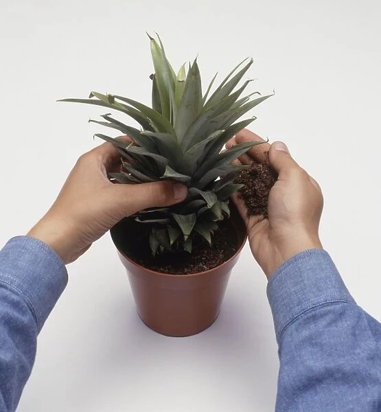 Inserting pineapple cutting in pot, adding compost, close-up