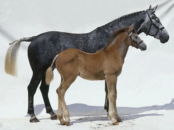 Irish Draught Horse foal standing beside mother, side view