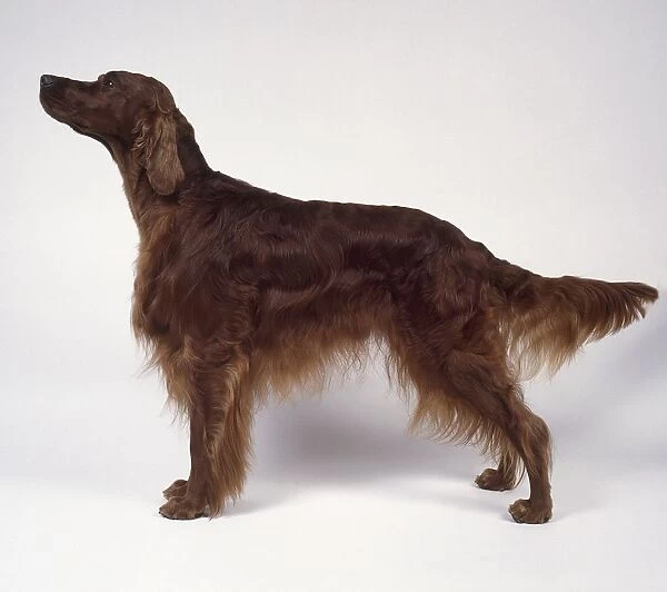 Irish Setter dog, standing, side view