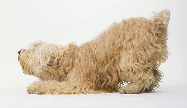 Irish Soft-coated Wheaten Terrier (Canis familiaris) crouching, side view