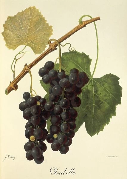 Isabelle grape, illustration by J. Troncy