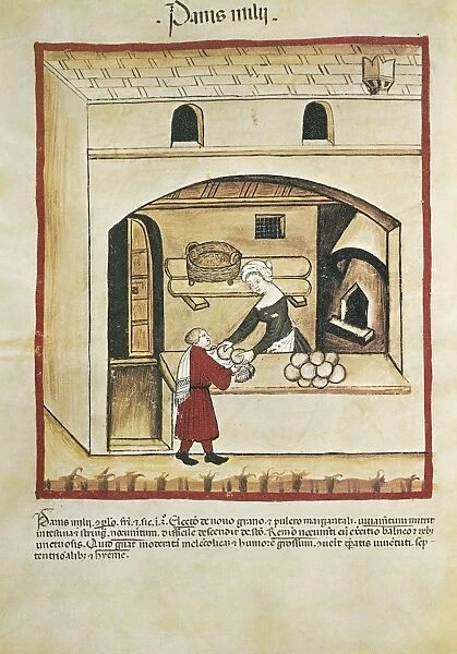 Italy, Millet bread, miniature by Giovannino de Grassi (1350-1398) from Tacuinum Sanitatis