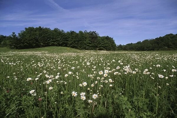 Italy, Piedmont Region, Alta Langa, field in bloom at Natural Reserve near source of River Belbo