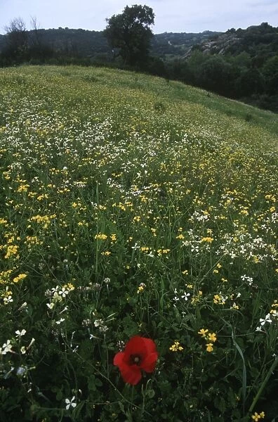 Italy, Sardinia Region, Gallura, Flowering field