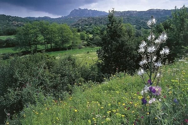 Italy, Sardinia Region, Gallura landscape
