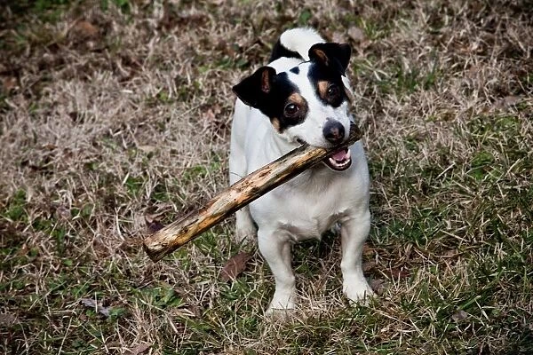 Jack Russell Dog with a Stick