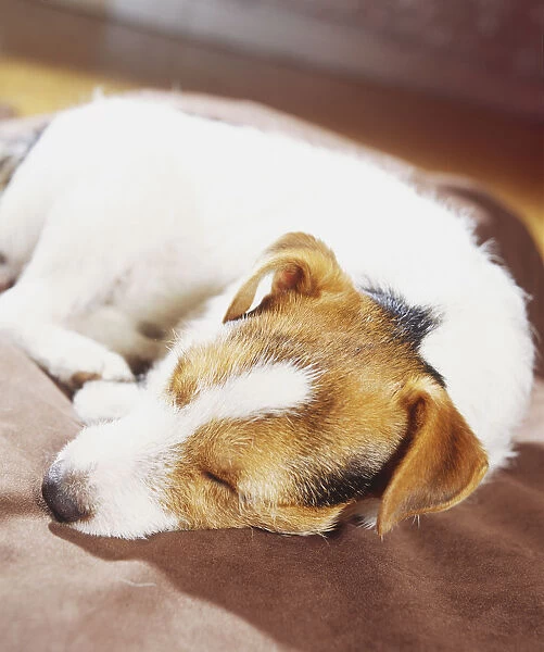 Jack Russell Terrier (Canis familiaris) lying down, sleeping, front view