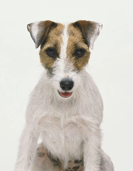 Jack Russell Terrier (Canis familiaris), close up, front view