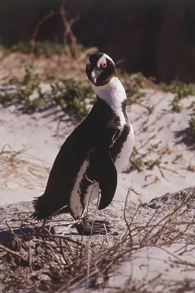 Jackass Penguin, Spheniscus demersus, black and white plumage, pink markings above eyes, standing on sandy shore, side view, looking towards camera