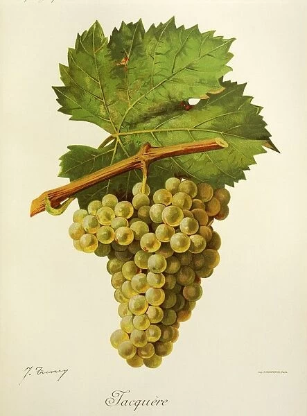 Jacquere grape, illustration by J. Troncy