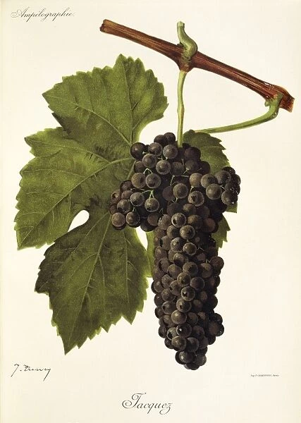 Jacquez grape, illustration by J. Troncy