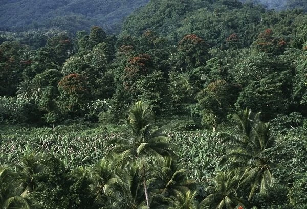 Jamaica, tropical forest in Rio Blanco valley