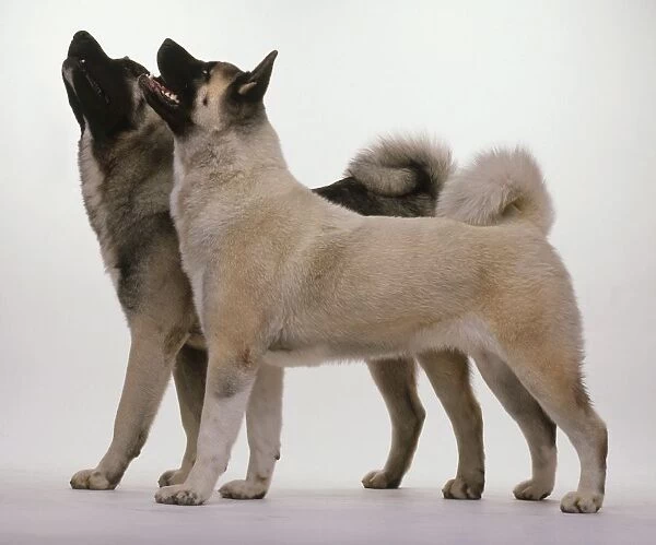 Two Japanese Akita dos, standing and looking up
