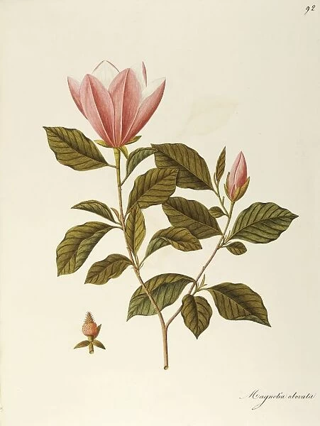 Japanese Bigleaf Magnolia (Magnolia obovata Thunb), Magnoliaceae by Angela Rossi Bottione, watercolor, 1812-1837