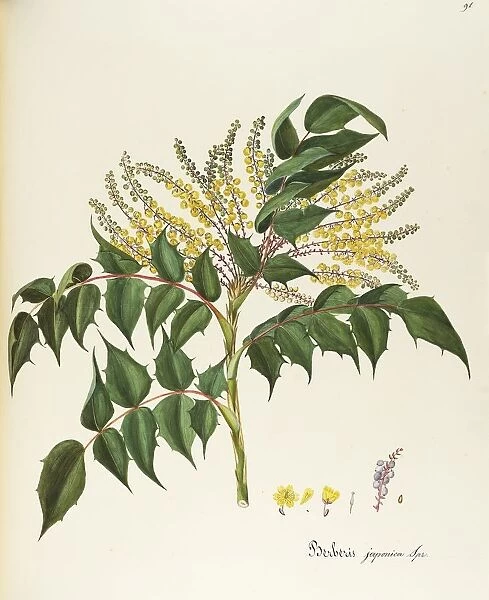 Japanese Mahonia (Mahonia japonica), Berberidaceae by Maddalena Lisa Mussino, watercolor, 1858