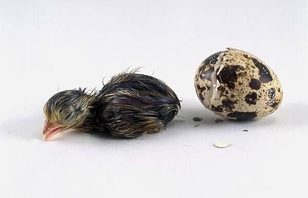 Japanese quail (Coturnix japonica) hatchling next to broken egg shell