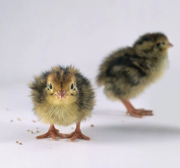 Japanese quail (Coturnix Japonica) chicks, one facing forward, the other in the background, facing away