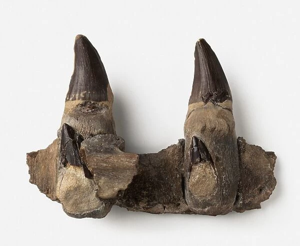 Jaw fragment and teeth of extinct Liodon mosasauroides