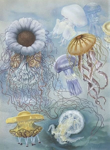 Jellyfish, illustration