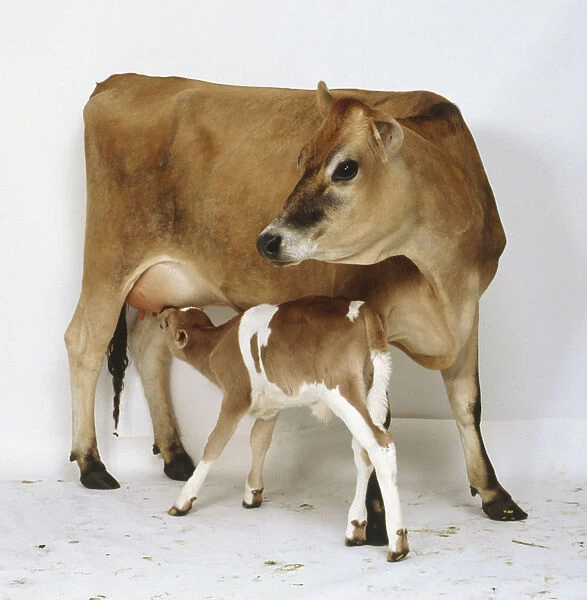 Jersey cow aged 2 years, young tan and white coloured calf standing under mothers belly, sucklilng from her udders, side view