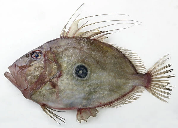 John Dory fish on white background, close-up