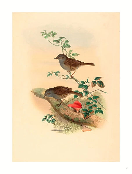 John Gould And H. c. Richter (british, 1804 1881 ), Accentor Modularis (dunnock), Colored Lithograph