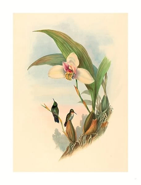 John Gould And H. c. Richter (british, 1804 1881 ), Myiabeillia Typica (abeilles Hummingbird), Colored Lithograph