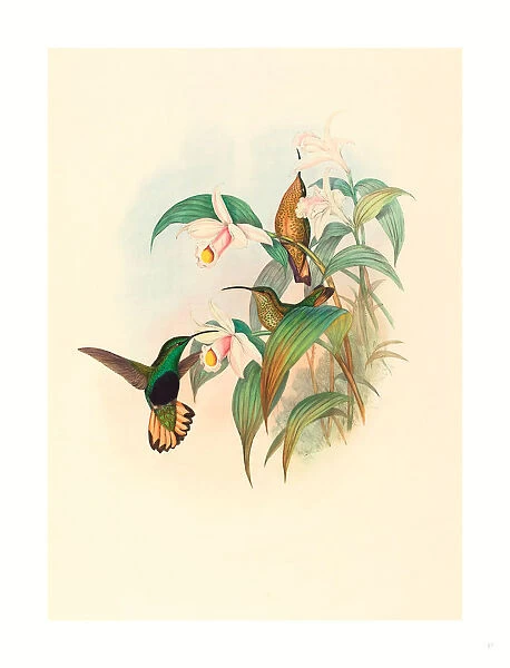 John Gould And H. c. Richter (british, 1804 1881 ), Lafresnaya Flavicaudata (buff-tailed Velvet-breast), Colored Lithograph