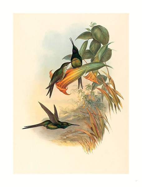 John Gould And H. c. Richter (british, 1804 1881 ), Eugenia Imperatrix (empress Hummingbird), , Hand-colored Lithograph