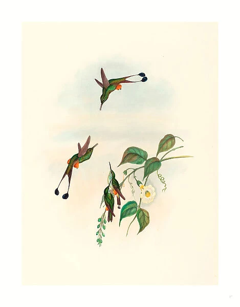 John Gould And H. c. Richter (british, 1804 1881 ), Spathura Rufocaligata (red-booted Racket Tail), Colored Lithograph