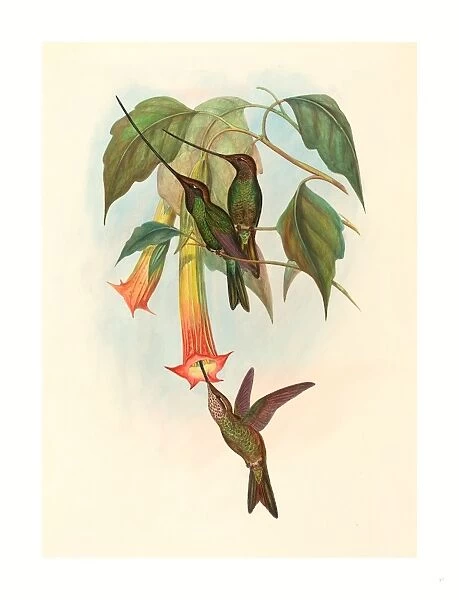 John Gould And H. c. Richter (british, 1804 1881 ), Docimastes Ensiferus (sword-billed Hummingbird), Colored Lithograph