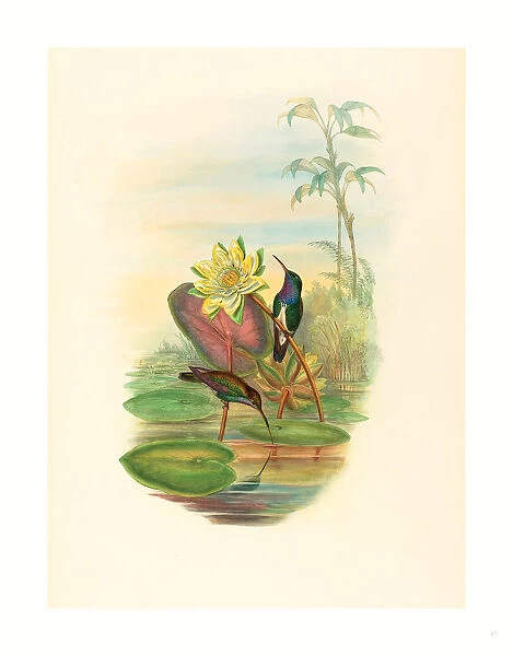John Gould And H. c. Richter (british (ja), Active 1841 Active C. 1881 ), Hylocharis Lactea (sapphire-breasted Emerald), Colored Lithograph