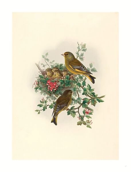 John Gould And H. c. Richter (british (ja), Active 1841 Active C. 1881 ), Ligurinus Chloris (greenfinch), Colored Lithograph