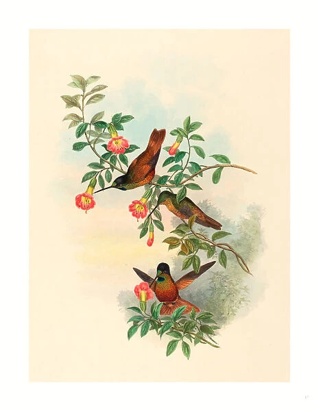 John Gould And H. c. Richter (british (ja), Active 1841 Active C. 1881 ), Helianthea Eos (golden Star-frontlet), Colored Lithograph