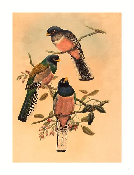 John Gould And W. Hart (british, 1804 1881 ), Trogan Variegatus, Probably 1836 1838, Colored Lithograph