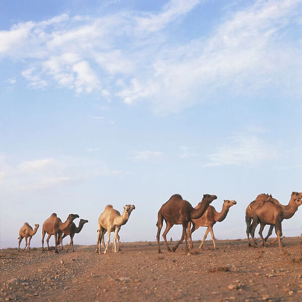 Jordan, group of Dromedaries (Camelus dromedarius) on the move in the desert