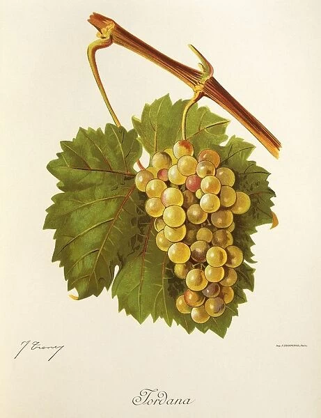 Jordana grape, illustration by J. Troncy