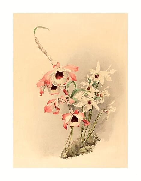 Joseph Mansell After Henry George Moon (british, Active 19th Century ), Dendrobium (hybridium) Venus And Dendrobium (hybridium) Cassiope, Color Lithograph