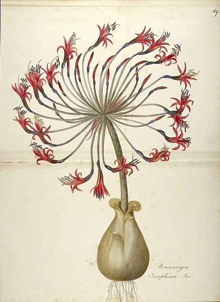 Josephines lily (Brunsvigia josephinae), Amaryllidaceae by Maddalena Lisa Mussino, watercolor, 1838-1840
