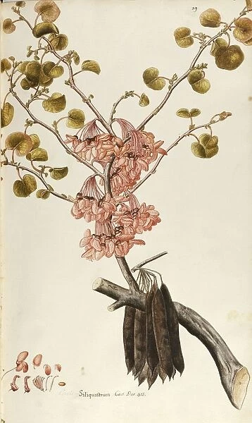 Judas Tree (Cercis siliquastrum), Fabaceae, deciduous tree native to Mediterranean regions, watercolor, 1753