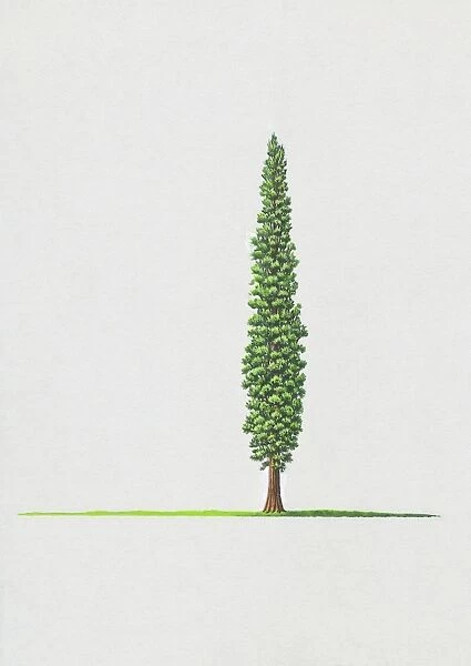 Juniperus drupacea (Syrian juniper)