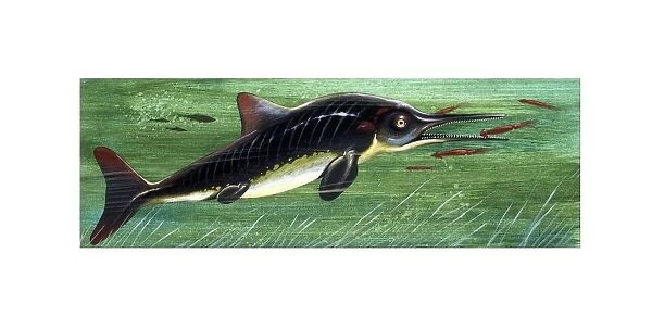 Jurassic Ichthyosaurus, illustration