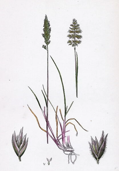 KAsleria cristata, Crested Hair-grass